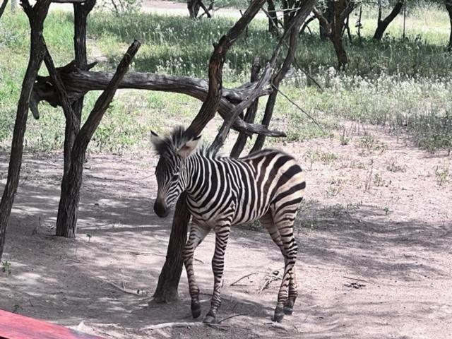 Turaco Lodge - No Loadshedding Marloth Park Bagian luar foto