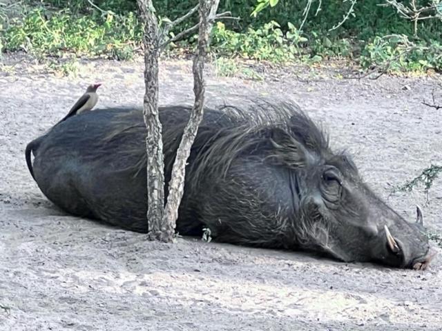Turaco Lodge - No Loadshedding Marloth Park Bagian luar foto