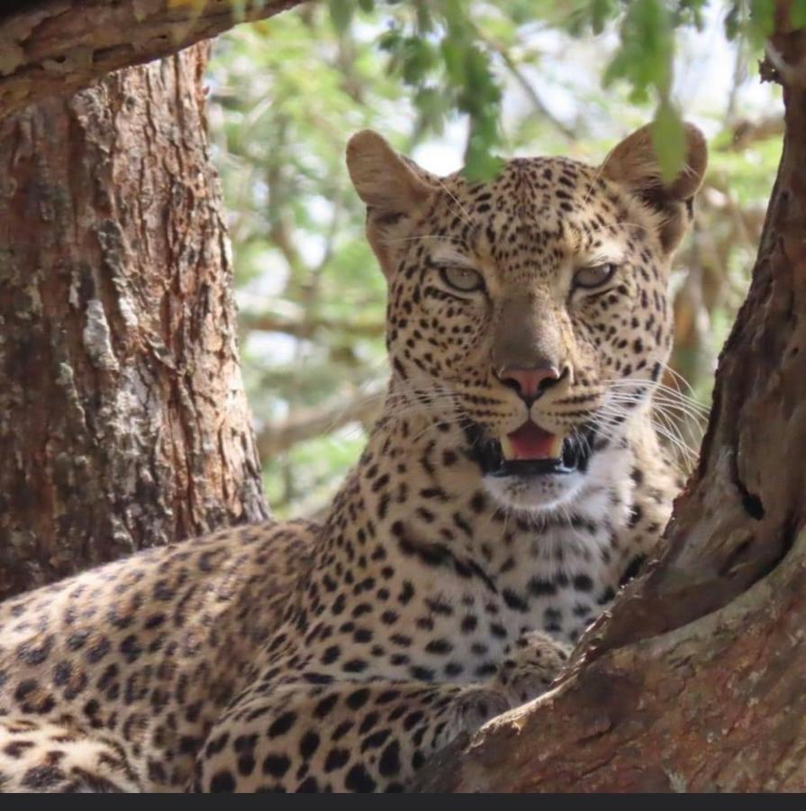 Turaco Lodge - No Loadshedding Marloth Park Bagian luar foto