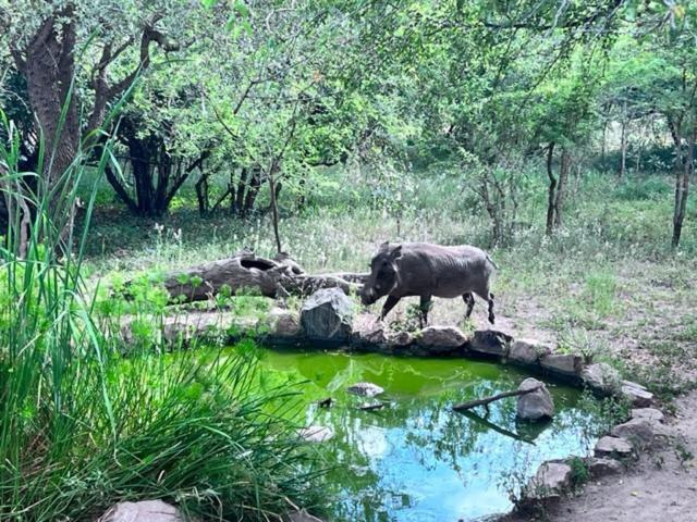 Turaco Lodge - No Loadshedding Marloth Park Bagian luar foto
