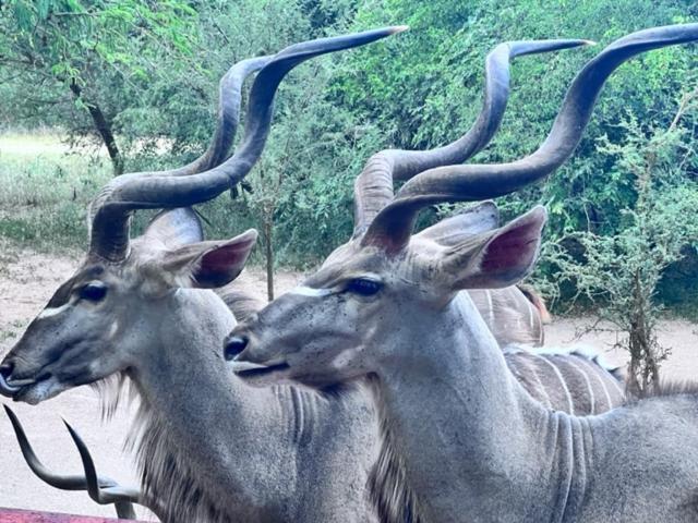 Turaco Lodge - No Loadshedding Marloth Park Bagian luar foto