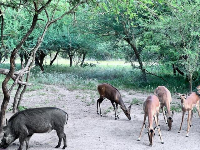 Turaco Lodge - No Loadshedding Marloth Park Bagian luar foto