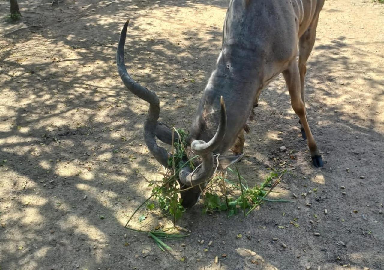 Turaco Lodge - No Loadshedding Marloth Park Bagian luar foto